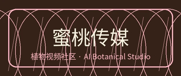 蜜桃传媒